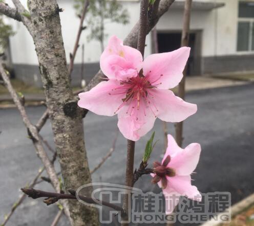 桂林鴻程磨粉機(jī)廠 桃花朵朵 桂林鴻程磨粉機(jī)廠 桃花朵朵