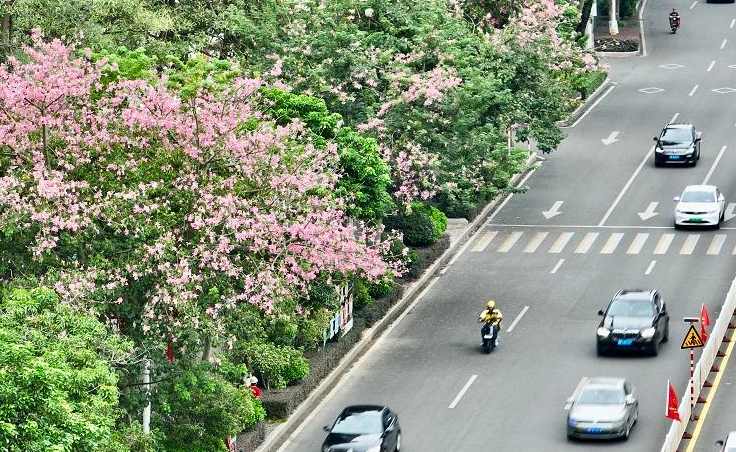 道路如施“粉黛” 莆田洋紫荊迎來盛花期